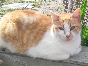 Marcio, geb. ca.05 2021, lebt inGRIECHENLAND,auf einer privaten Pflegestelle Bild 8