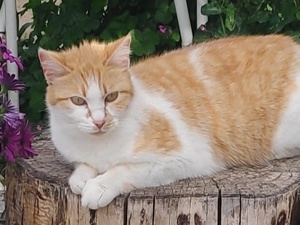 Marcio, geb. ca.05 2021, lebt inGRIECHENLAND,auf einer privaten Pflegestelle Bild 9