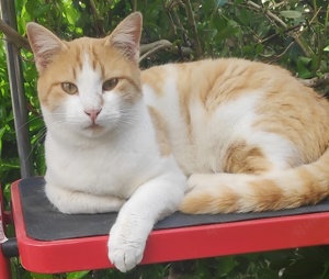 Marcio, geb. ca.05 2021, lebt inGRIECHENLAND,auf einer privaten Pflegestelle Bild 10