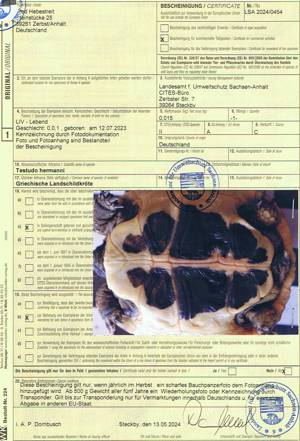 Griechische Landschildkröten Nachzucht 2023 Bild 5