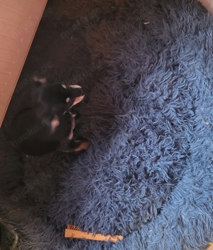 Chihuahua in schwarz  Bild 5