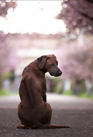 Rhodesian Ridgeback Deckrüde in Sonderlackierung