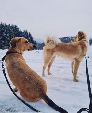 Zwei familienfreundliche Hunde (Rüden) suchen neues zu Hause Bild 7