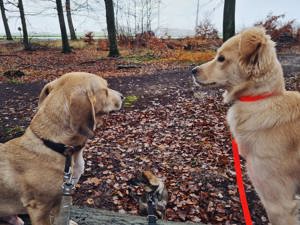 Zwei familienfreundliche Hunde (Rüden) suchen neues zu Hause Bild 5