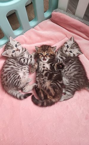 Bkh Kitten reinrassig, Kätzchen, Katzenbabys  Bild 8