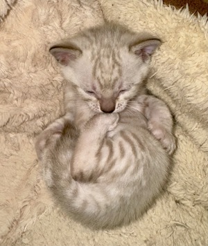 Liebevoll aufgezogene reinrassige Bengal-Kitten, auf Wunsch mit Stammbaum Bild 3