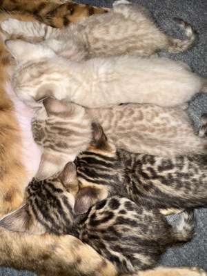 Liebevoll aufgezogene reinrassige Bengal-Kitten, auf Wunsch mit Stammbaum Bild 2