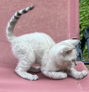 Liebevoll aufgezogene reinrassige Bengal-Kitten, auf Wunsch mit Stammbaum Bild 9