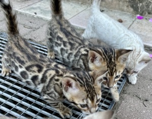 Liebevoll aufgezogene reinrassige Bengal-Kitten, auf Wunsch mit Stammbaum Bild 6