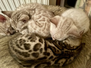 Liebevoll aufgezogene reinrassige Bengal-Kitten, auf Wunsch mit Stammbaum Bild 10