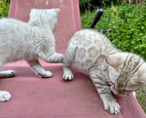 Liebevoll aufgezogene reinrassige Bengal-Kitten, auf Wunsch mit Stammbaum Bild 7