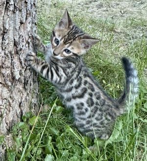 Liebevoll aufgezogene reinrassige Bengal-Kitten, auf Wunsch mit Stammbaum Bild 5