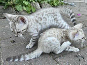 Liebevoll aufgezogene reinrassige Bengal-Kitten, auf Wunsch mit Stammbaum Bild 8