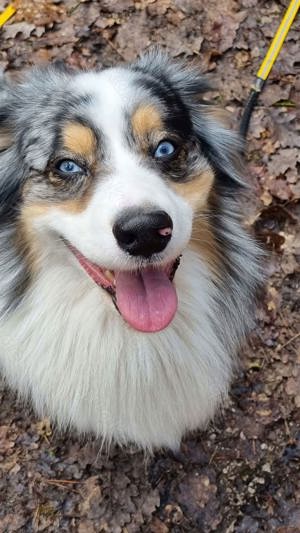 Mini Australian Shepherd Rüde Blue Merle Aussie Bild 7