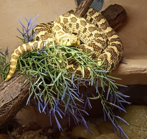 Heterodon Hakennasennatter Lemon Ghost, Hypo