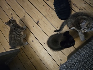 3 baby katzen zum verkaufen Bild 4