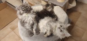 123Wochen alte reinrassige Maine Coon Kitten Bild 3