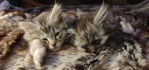123Wochen alte reinrassige Maine Coon Kitten Bild 2