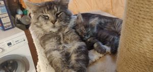 123Wochen alte reinrassige Maine Coon Kitten Bild 9