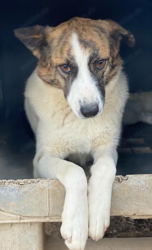 Orini, geb. ca. 07 2021, lebt in GRIECHENLAND, im städt. Tierheim Serres  Bild 9