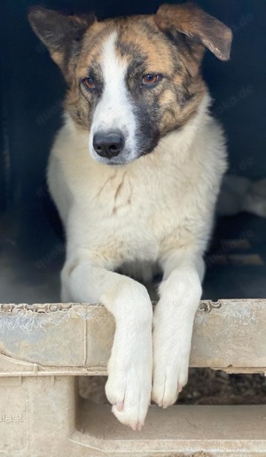 Orini, geb. ca. 07 2021, lebt in GRIECHENLAND, im städt. Tierheim Serres  Bild 7