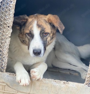 Orini, geb. ca. 07 2021, lebt in GRIECHENLAND, im städt. Tierheim Serres  Bild 10