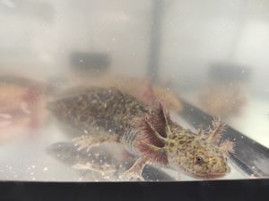 Axolotl Jungtiere, 15 cm groß  Bild 2