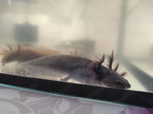 Axolotl Jungtiere, 15 cm groß  Bild 6