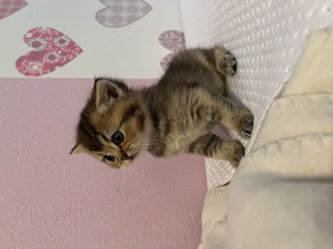 Britisch Kurzhaar Kitten zu verkaufen  Bild 4