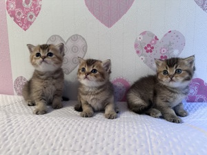 Britisch Kurzhaar Kitten zu verkaufen  Bild 1