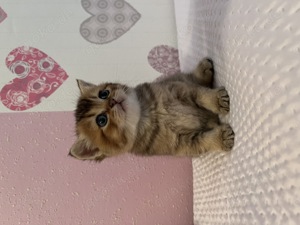 Britisch Kurzhaar Kitten zu verkaufen  Bild 2