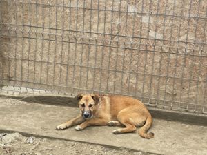 CARLOTTA (geb. 11 2023) sucht SIE! Bild 8