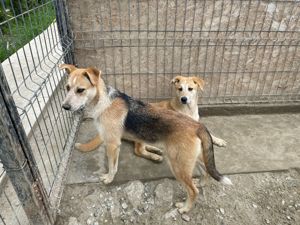 COCO (geb. 11 2023) sucht ihr Zuhause 