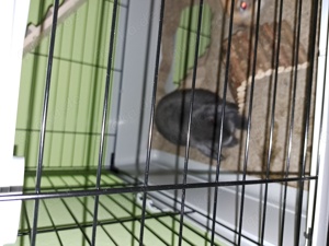 2 Kaninchen mit 3stöckigem Stall Bild 2