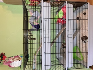 2 Kaninchen mit 3stöckigem Stall Bild 1