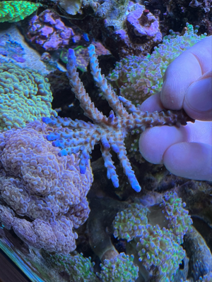 Korallen! Acropora, Euphyllia, Chalice, Montipora Bild 10