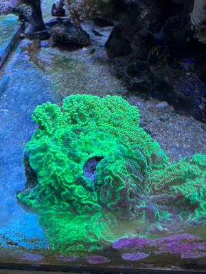 Korallen! Acropora, Euphyllia, Chalice, Montipora Bild 6