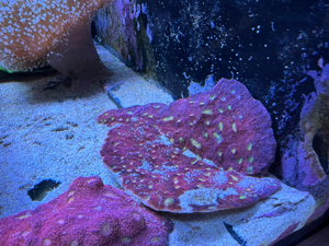 Korallen! Acropora, Euphyllia, Chalice, Montipora Bild 4