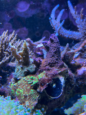 Korallen! Acropora, Euphyllia, Chalice, Montipora Bild 9