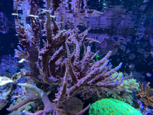Korallen! Acropora, Euphyllia, Chalice, Montipora Bild 3