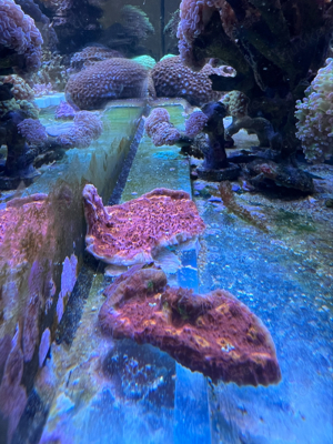 Korallen! Acropora, Euphyllia, Chalice, Montipora Bild 7