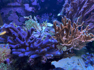 Korallen! Acropora, Euphyllia, Chalice, Montipora Bild 2