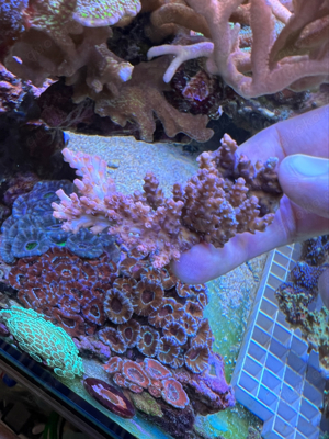 Korallen! Acropora, Euphyllia, Chalice, Montipora Bild 8