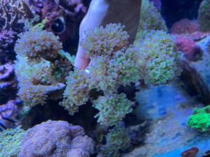 Korallen! Acropora, Euphyllia, Chalice, Montipora Bild 5