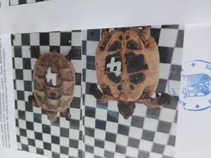 Junge Landschildkröten von 2023  Bild 4