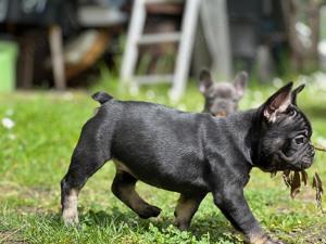 gesunde französische Bulldoggen Welpen  Bild 3