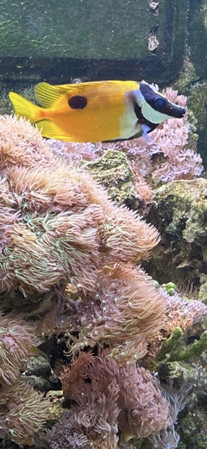 Red Sea  Meerwasseraquarium ca 250 Liter abzugeben.. Fische-Korallen bis 24.05.24 250  komplett  Bild 6