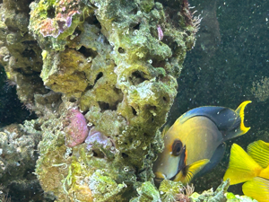 Red Sea  Meerwasseraquarium ca 250 Liter abzugeben.. Fische-Korallen bis 24.05.24 250  komplett  Bild 7