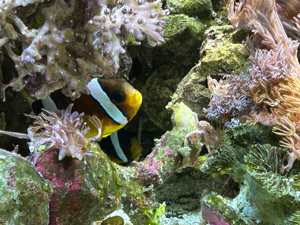 Red Sea  Meerwasseraquarium ca 250 Liter abzugeben.. Fische-Korallen bis 24.05.24 250  komplett  Bild 8