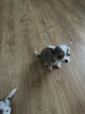 Chihuahua Welpen Bild 3